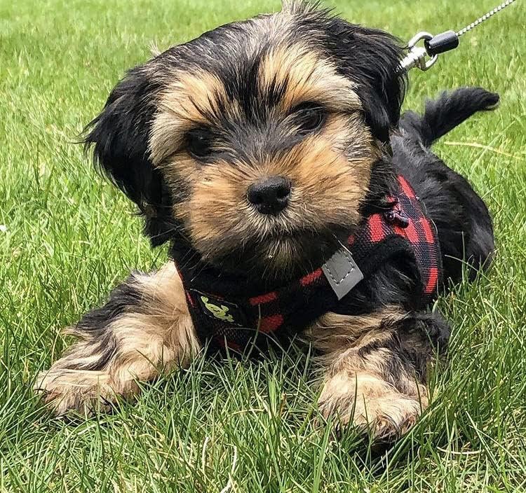 EcoBark Step in Dog Harness - Eco-Friendly Teacup Dog Harnesses for XXS, XS, and Small Dogs - Reflective and Adjustable Mini Body Halter Vest -Tiny Soft Mesh Toy Breed Harness (XXXS, Plaid)